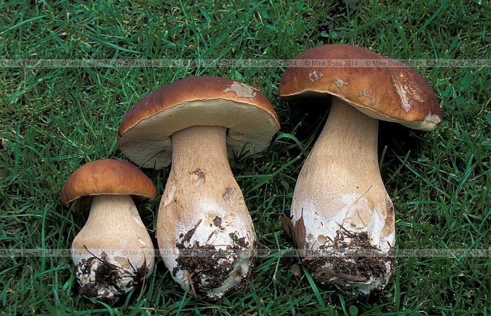 Boletus edulis Cep or Penny bun