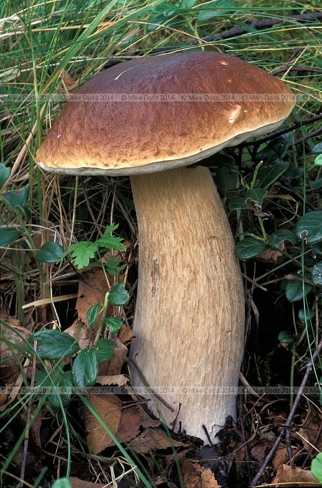 Boletus edulis Cep or Penny bun