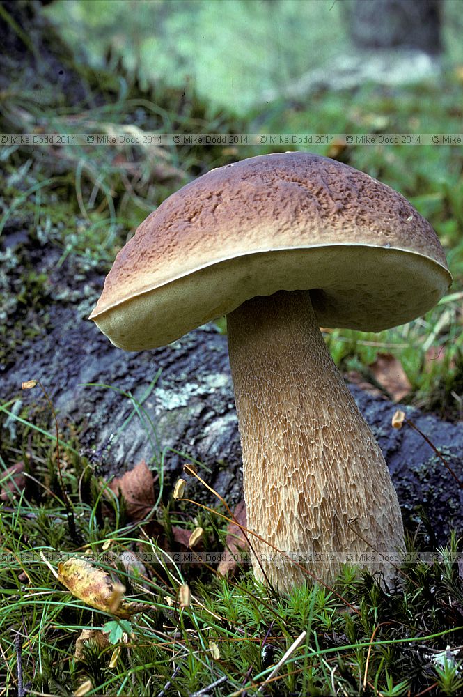 Boletus edulis Cep or Penny bun