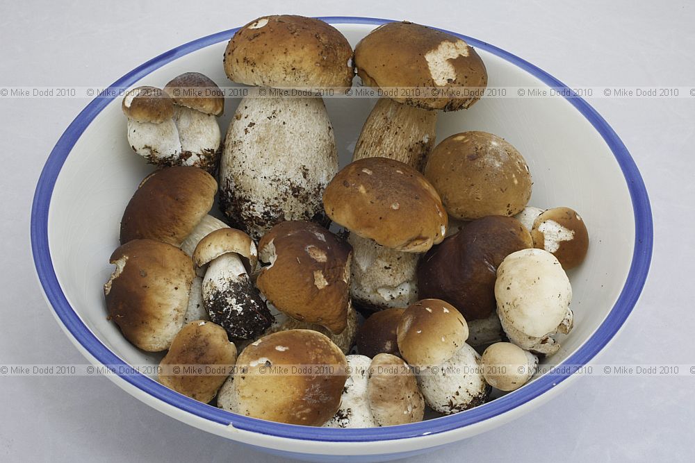 Boletus edulis Cep