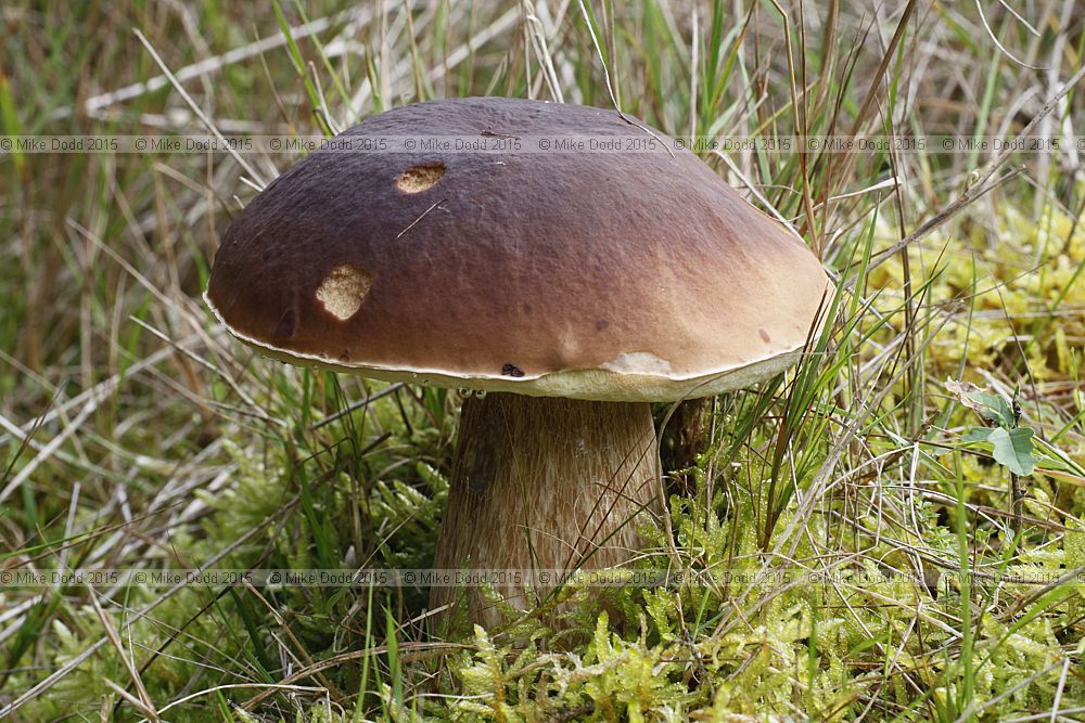 Boletus edulis Cep