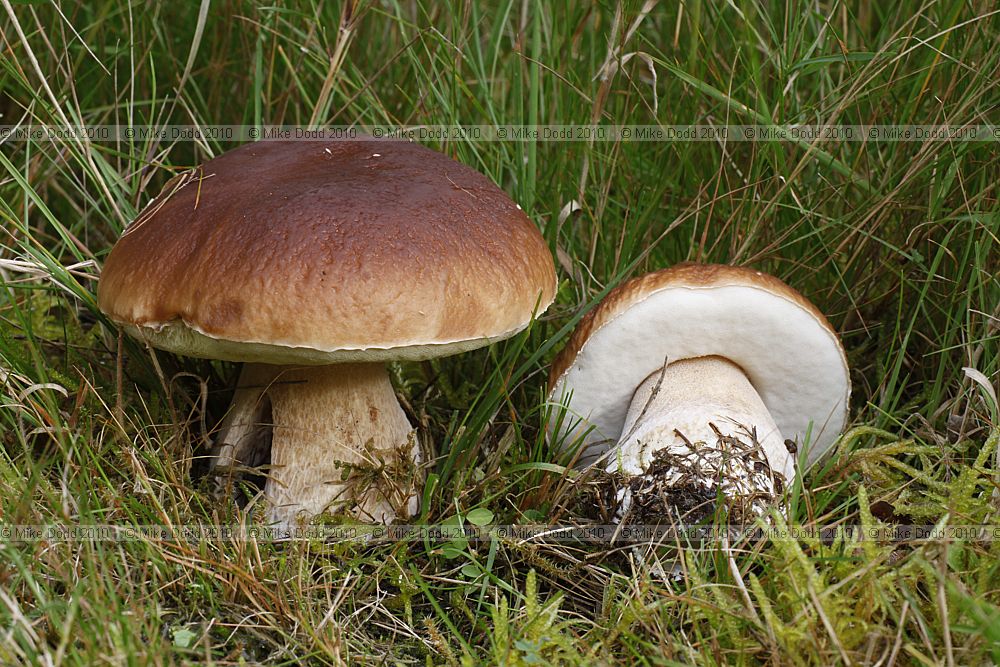 Boletus edulis Cep or Penny bun