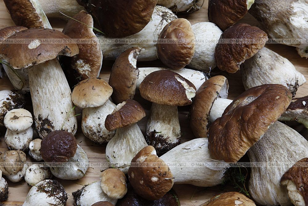 Boletus edulis Penny Bun or Cep
