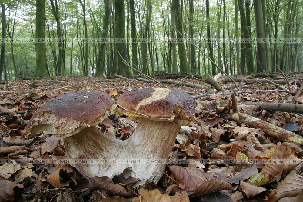 Boletus edulis Cep or Penny-bun fungus