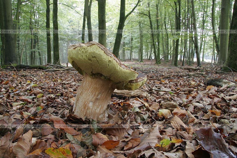 Boletus edulis Cep or Penny-bun fungus
