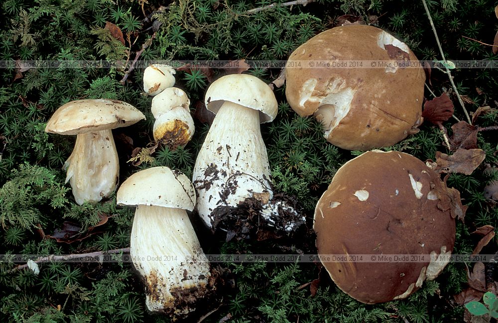 Boletus edulis Cep or Penny bun showing colour variants from one small area
