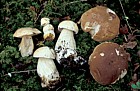 Boletus edulis Cep or Penny bun showing colour variants from one small area