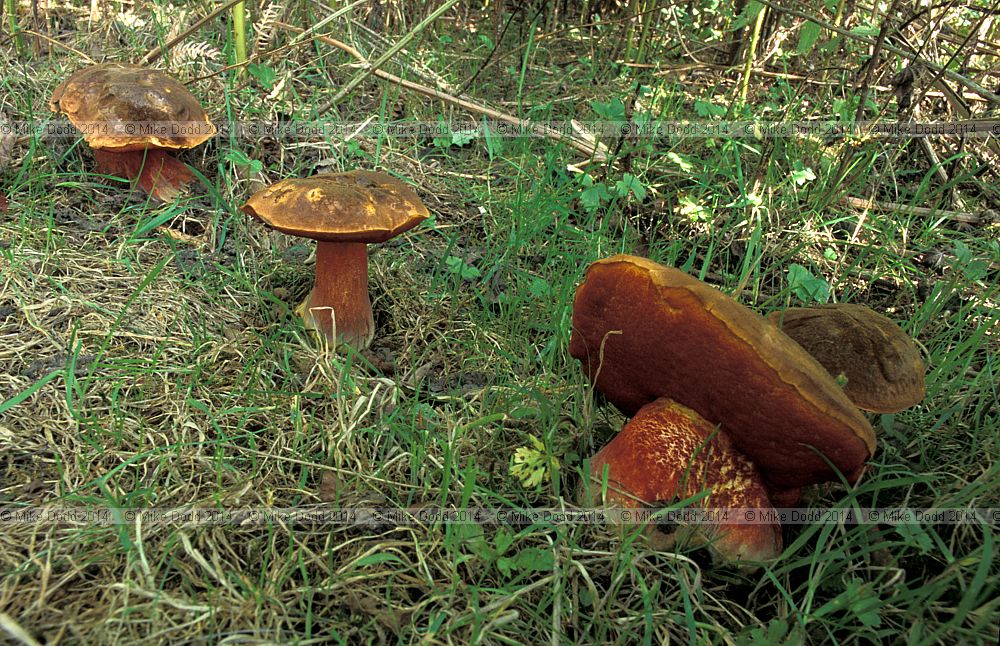 Boletus erythropus syn Boletus luridiformis Scarletina Bolete