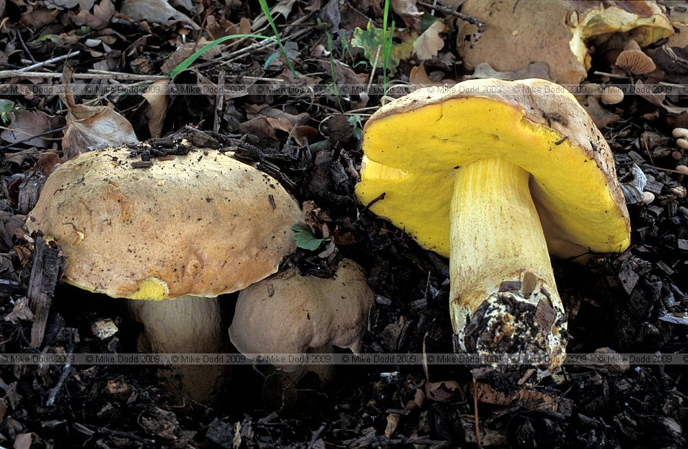 Boletus impolitus Iodine Bolete