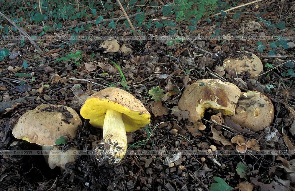 Boletus impolitus Iodine Bolete