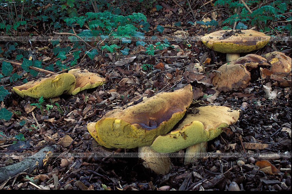 Boletus impolitus Iodine Bolete