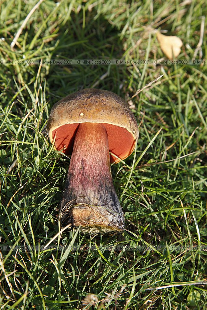 Boletus luridiformis (syn. B. erythropus)