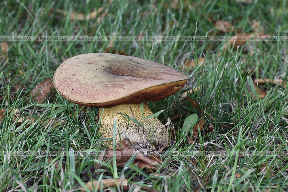 Boletus luridus Lurid Bolete