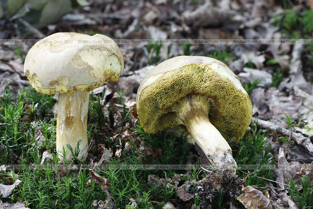 Boletus moravicus Tawny Bolete (?)