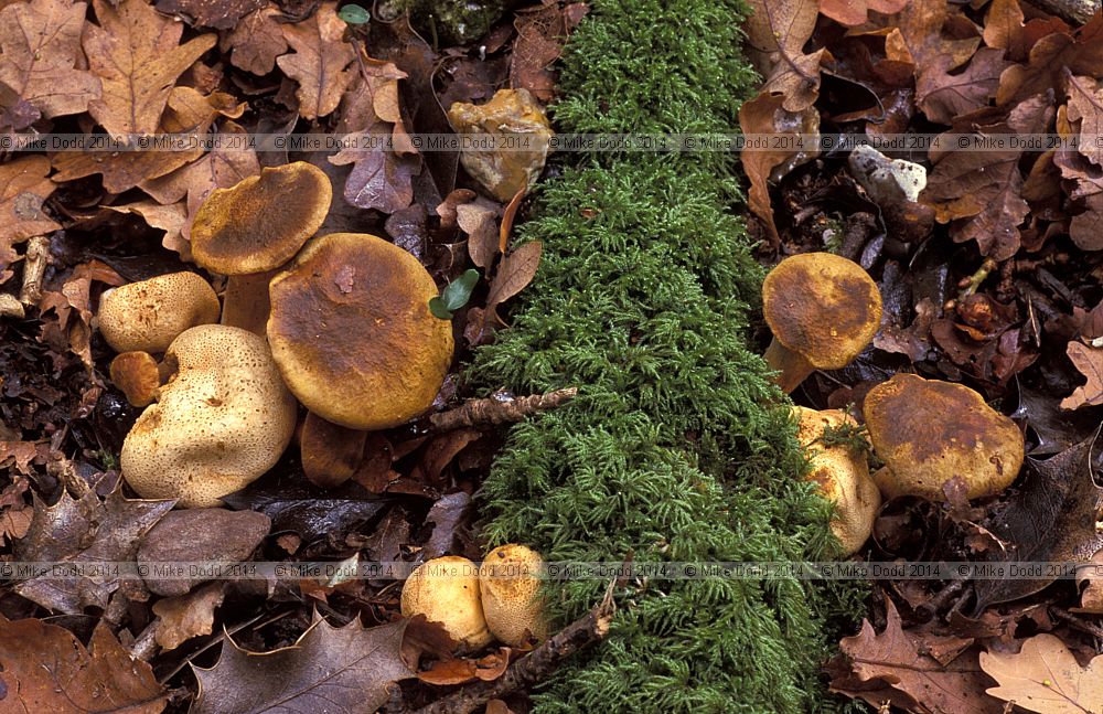 Boletus parasitica syn Pseudoboletus parasiticus Parasitic bolete