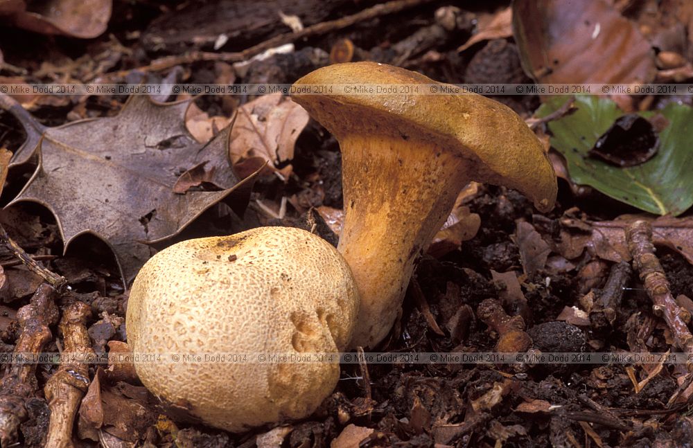 Boletus parasitica syn Pseudoboletus parasiticus Parasitic bolete