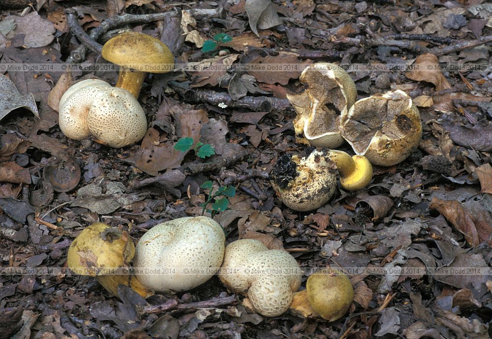 Boletus parasitica syn Pseudoboletus parasiticus  Parasitic bolete