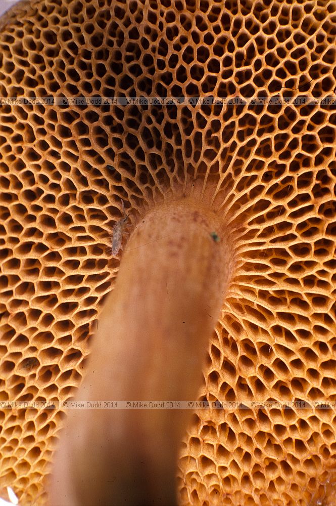 Boletus piperatus syn Chalciporus piperatus Peppery Bolete