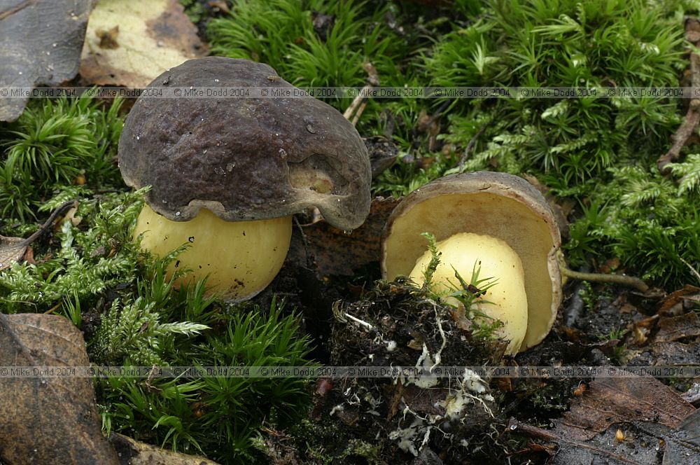Boletus pruinatus Matt boletus