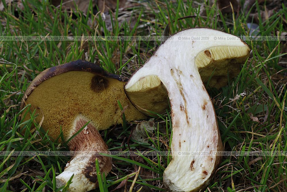 Boletus subtomentosus Suede Boletus