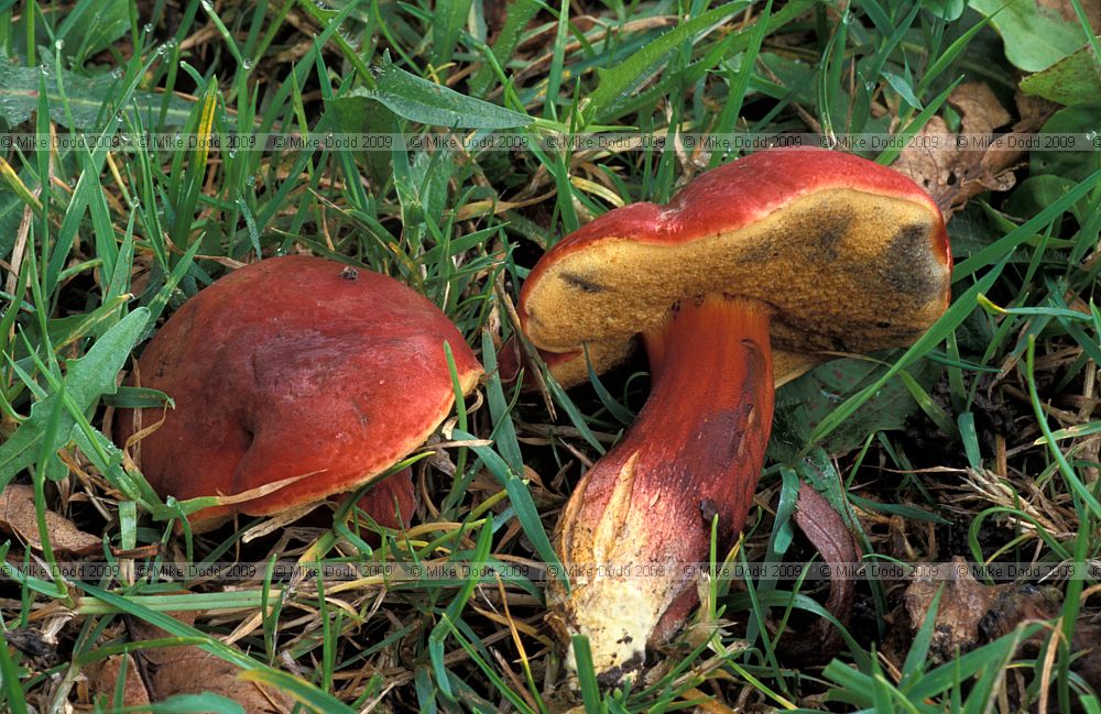 Boletus versicolor syn Boletus rubellus syn Xerocomus rubellus Ruby bolete