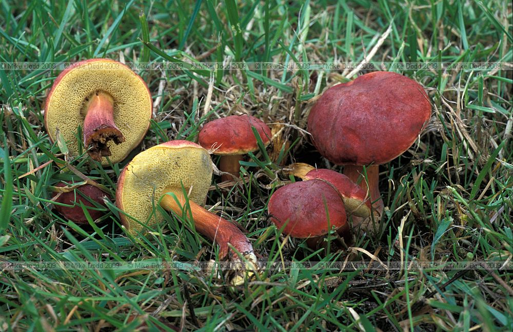 Boletus versicolor syn Boletus rubellus syn Xerocomus rubellus Ruby bolete