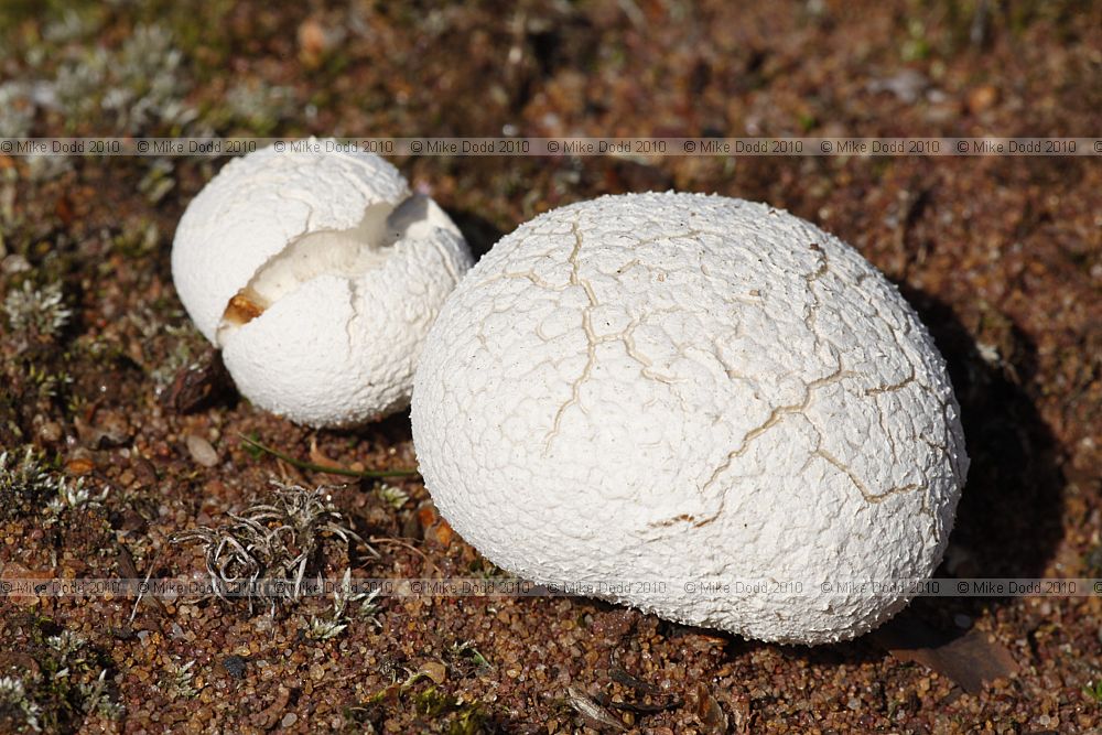 Bovista nigrescens Brown Bovista (?)