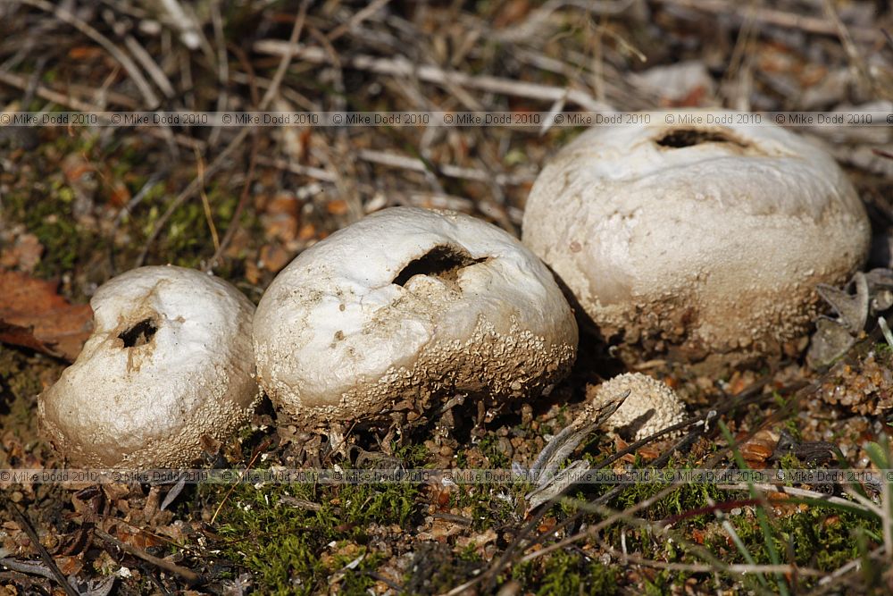 Bovista nigrescens Brown Bovista (?)