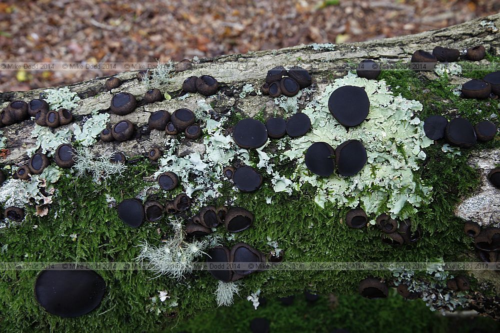 Bulgaria inquinans Black bulgar