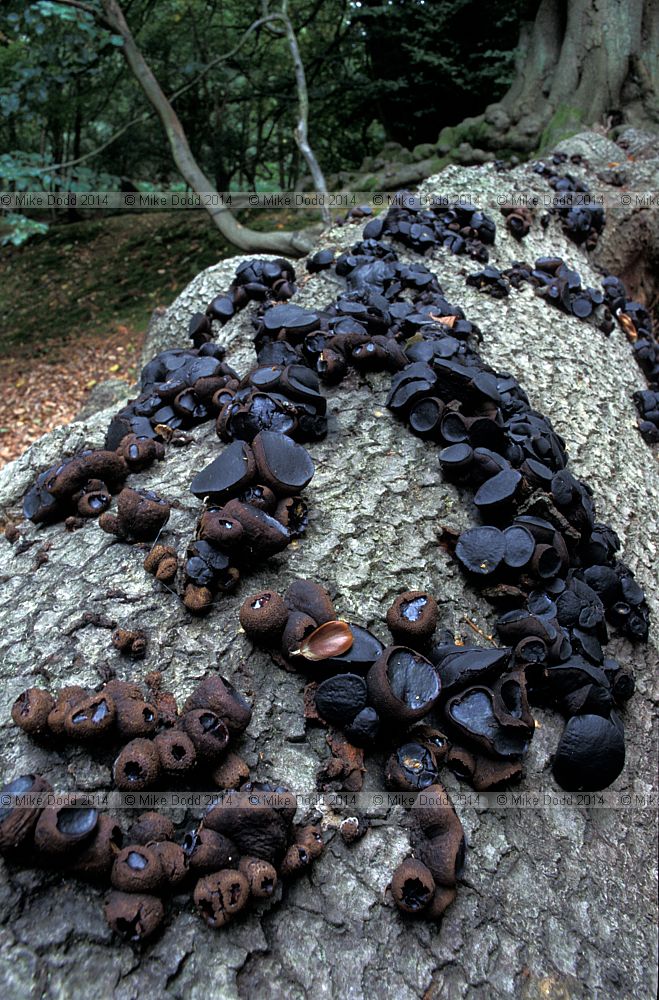 Bulgaria inquinans Black bulgar