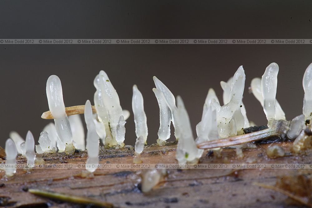 Calocera pallidospathulata Pale Stagshorn