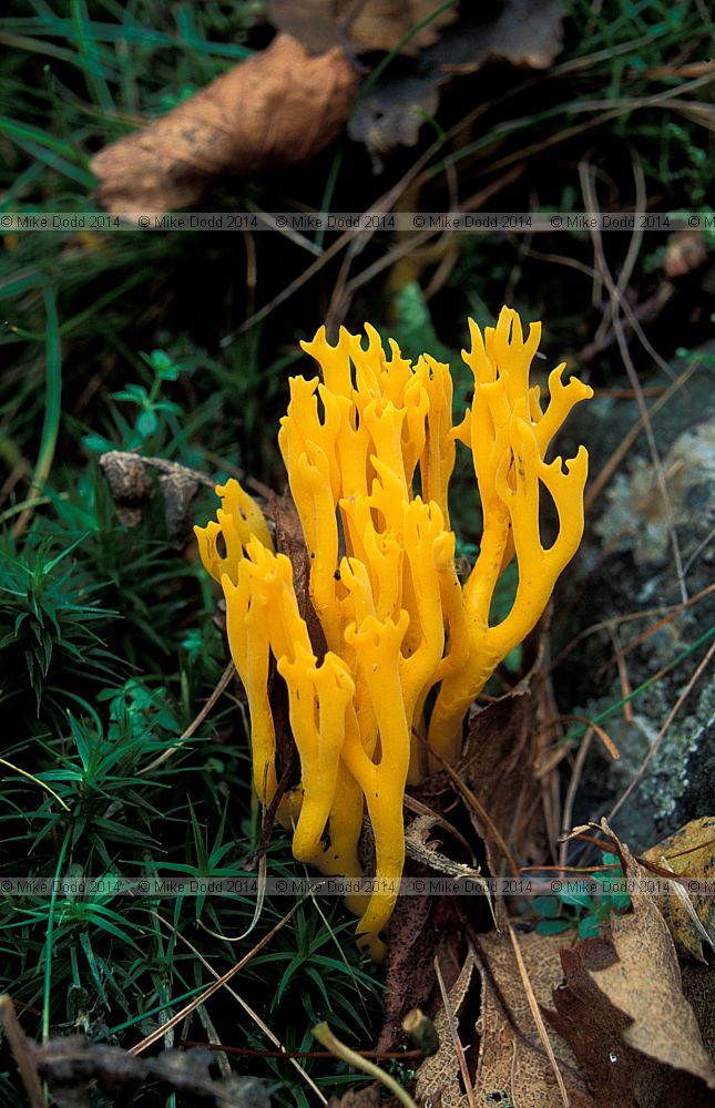 Calocera viscosa Yellow stagshorn