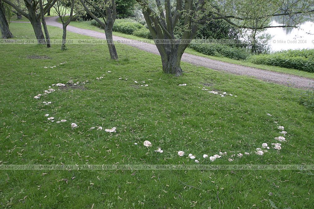 Calocybe gambosa St George's mushroom