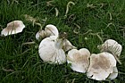 Calocybe gambosa St George's mushroom