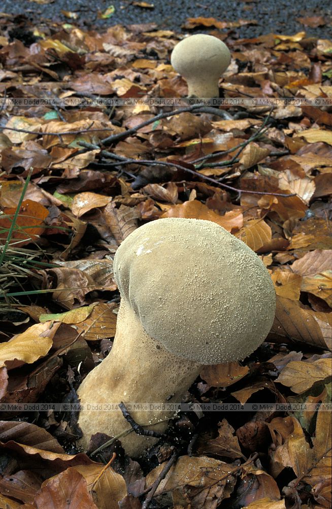 Calvatia excipuliformis syn Handkea excipuliformis Pestle puffball