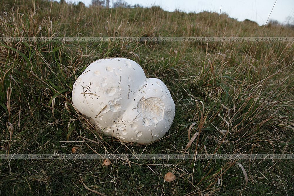 Calvatia gigantea Giant Puffball