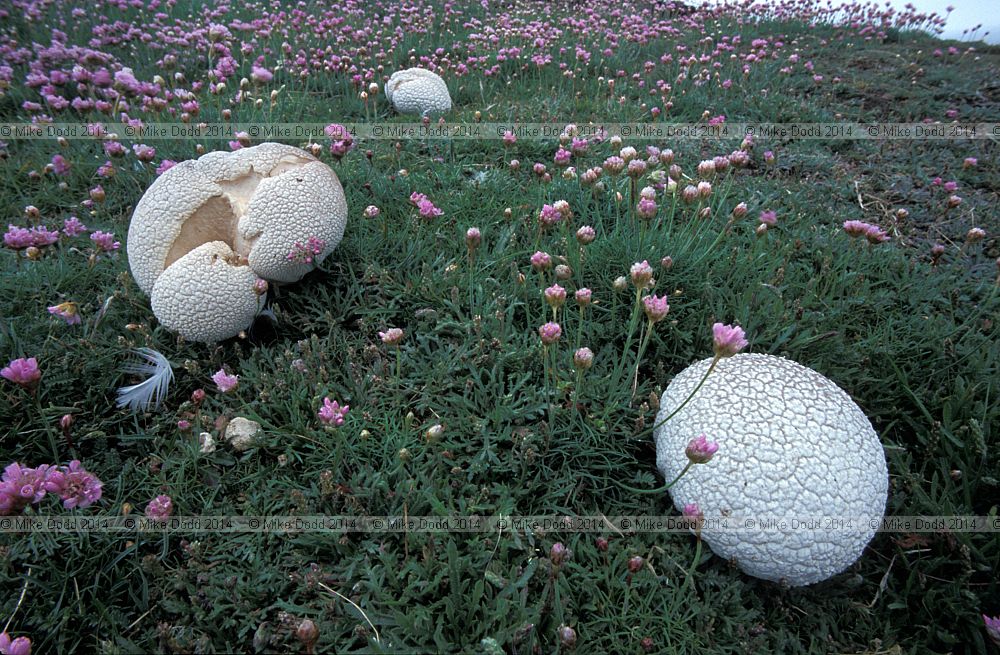 Calvatia utriformis syn Handkea utriformis Mosaic puffball