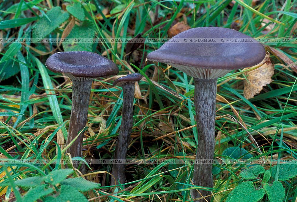 Cantharellula cyathiformis syn Pseudoclitocybe cyathiformis The Goblet