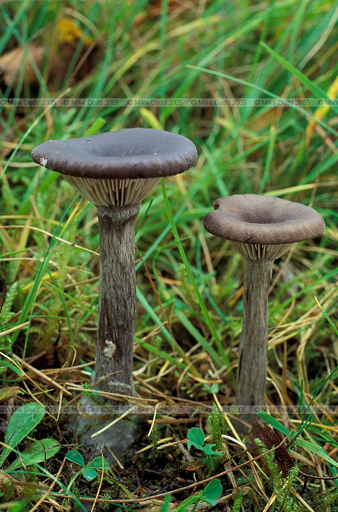 Cantharellula cyathiformis syn Pseudoclitocybe cyathiformis The Goblet