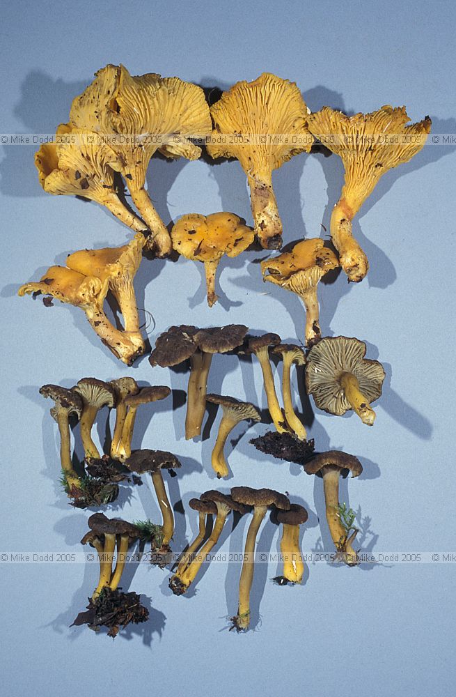 Cantharellus cibarius Cantharellus tubaeformis C. infundibuliformis Chantarelle