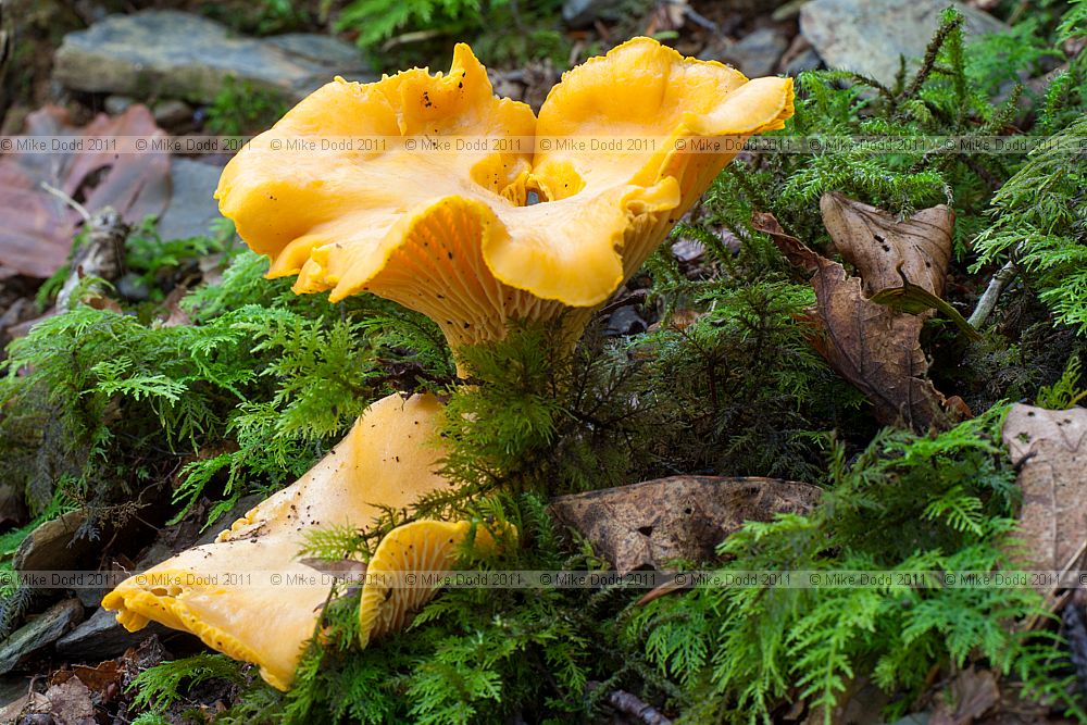 Cantharellus cibarius Chanterelle
