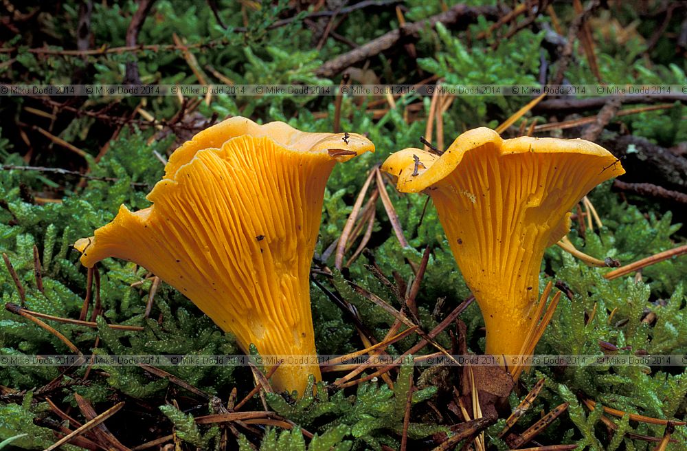 Cantharellus cibarius Chantarelle