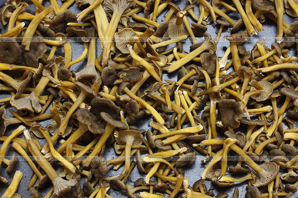Cantharellus tubaeformis Trumpet Chanterelle laid out for drying
