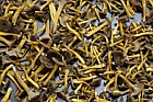 Cantharellus tubaeformis Trumpet Chanterelle laid out for drying