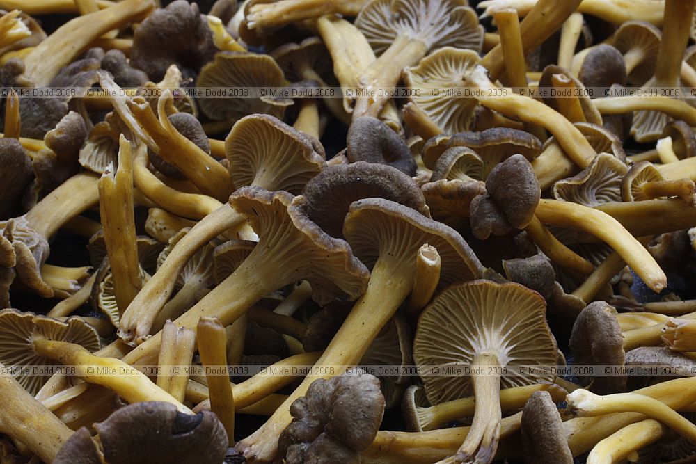 Cantharellus tubaeformis Trumpet Chanterelle