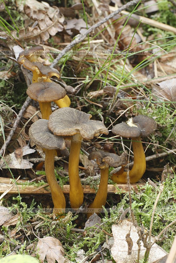 Cantharellus tubaeformis Trumpet Chanterelle