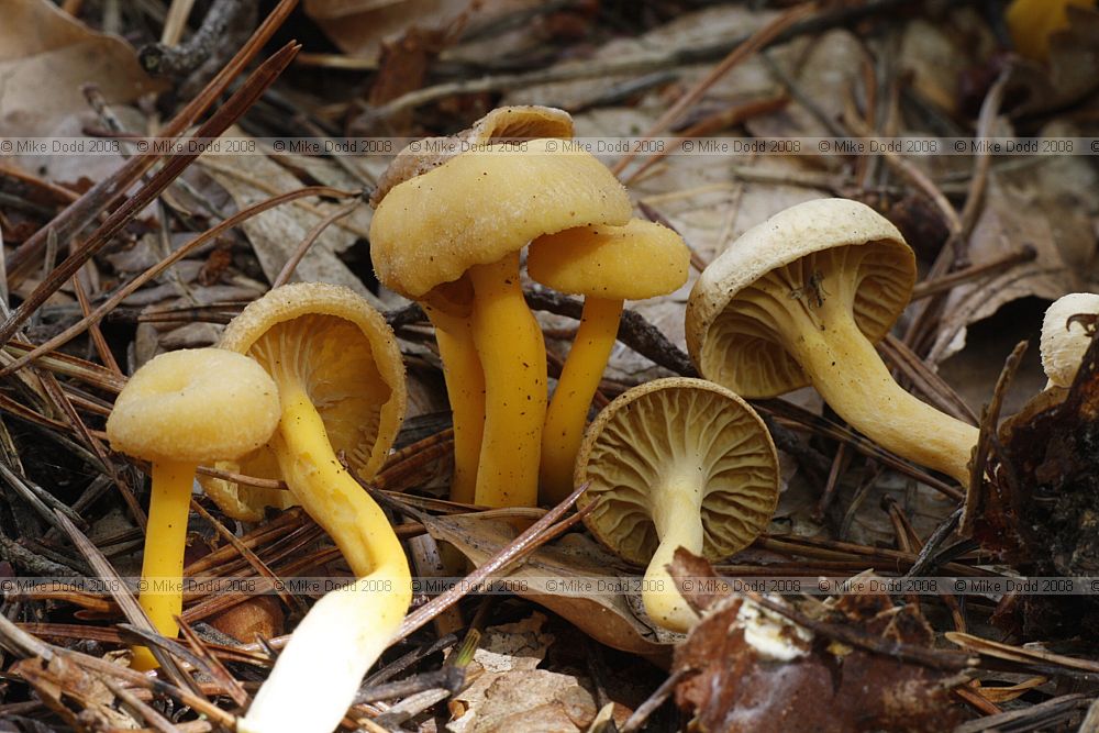 Cantharellus tubaeformis var lutescens check this as it does not really look like the images of this species.  note there was a large patch of it on the pine debris a few metres away from 'normal' Cantharellus tubaeformis Cantharellus tubaeformis var lutescens check this as it does not really look like the images of this species.  note there was a large patch of it on the pine debris a few metres away from 'normal' Cantharellus tubaeformis