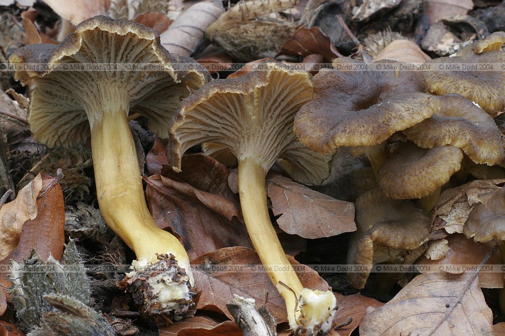 Cantharellus infundibuliformis syn Cantharellus tubaeformis Trumpet chanterelle