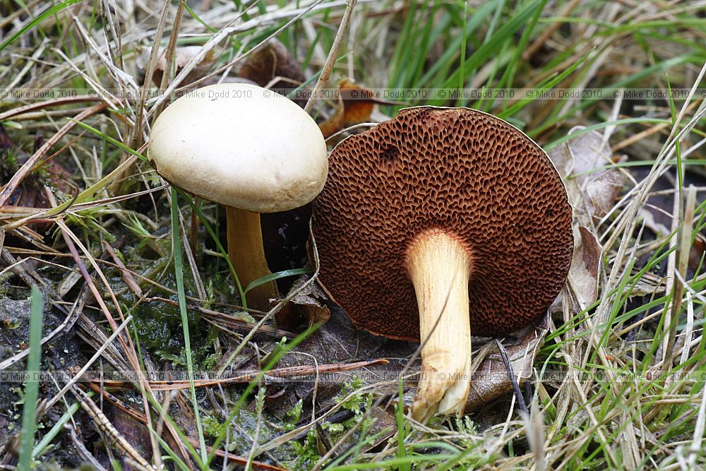 Chalciporus piperatus Peppery Bolete
