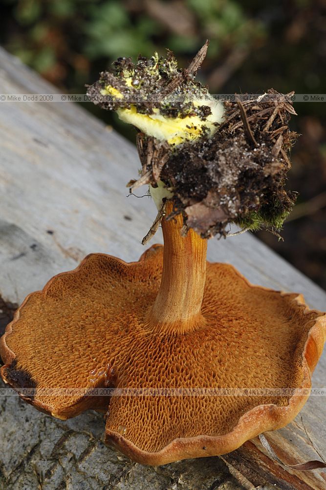 Chalciporus piperatus Peppery Bolete